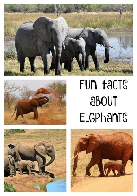 Fun Facts About Elephants For World Elephant Day Between Us Parents