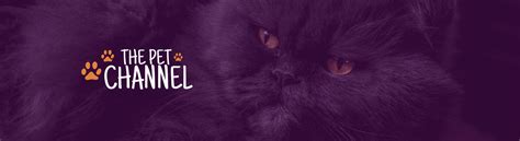 Pet Channel YouTube Banner Template
