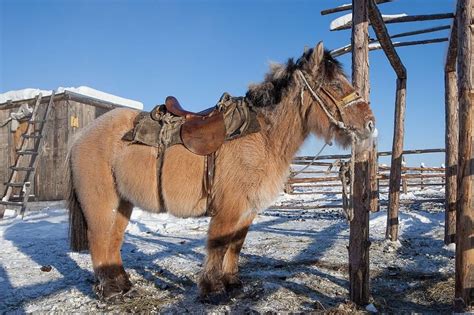 10 Russian Horse Breeds You May Not Have Heard Of Horses And Foals