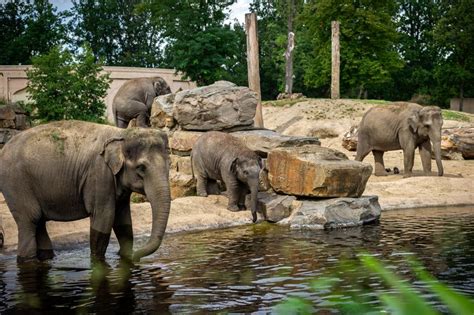 Situated in mechelen, this luxury bed & breakfast is 1 mi (1.7 km) from planckendael zoo and within 6 mi (10 km) of toy museum mechelen. Zoo Antwerpen en Planckendael willen uitbraak ...