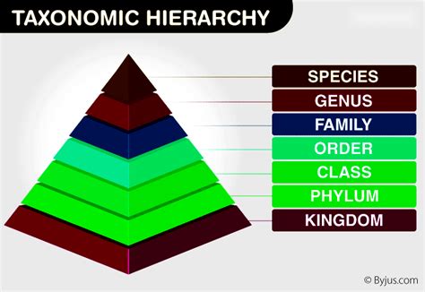 Understanding Taxonomic Hierarchy In Biological Classification