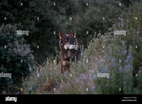 Iberian Wolf Canis Lupus Signatus Captive Iberian Wolf Is The Most