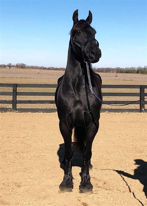 Beauty Friesian Mare For Sale