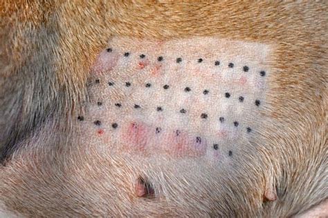 My Dog Has Hives Hives In Dogs Symptoms Causes And Home Remedies