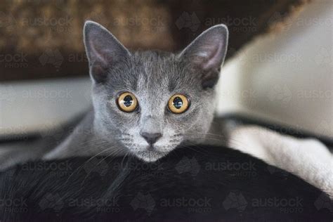 Image Of Grey Cat Staring At Camera Austockphoto