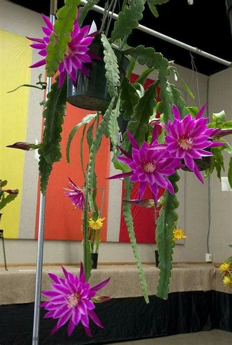 Orchids are the largest flower family in the world, including more than 30,000 different species and more than 200,000 hybrids. Pin on Cacti & Succulents