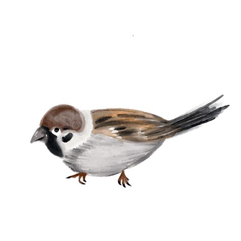 Sparrow White Transparent Brown Sparrow Clip Art Sparrow Clipart