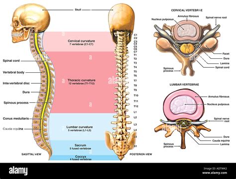 Anatomy Of The Vertebral Column With Typical Cervical And Lumbar Stock