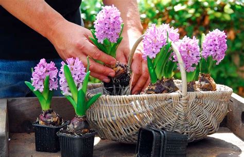Forcing Hyacinth Bulbs Indoors