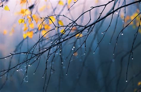 Branch Nature Rain Water Drops Wallpapers Hd Desktop And Mobile