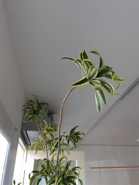 Plant small trees (that reach 30 feet tall or less) at least 10 feet from your home's plant large trees (30 to 70 feet tall) at least 15 feet from foundations and lines; Plant ID forum→Spider Plant Tree? - Garden.org