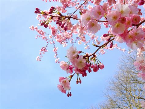 Free Photo Sakura Cherry Tree Pink Spring Free Image On Pixabay