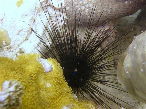 Best Saltwater Urchins For Beginners Top Picks The Beginners Reef