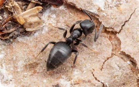 White Footed Ants