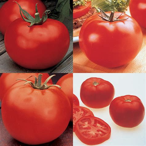 4 Best Hybrids Tomato Collection Medium Large Tomato Seeds Totally