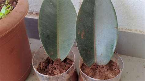 Why is my rubber plant leaves curling? PROPAGATING FICUS ELASTICA RUBBER PLANT - YouTube