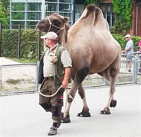 Here are my camel routes that i want to unit test using mockendpoints. Pictures of Zoo Animals