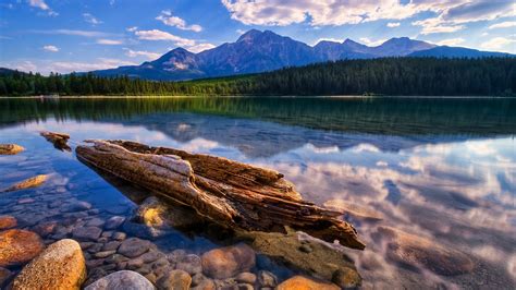 Relaxing Hd Wallpaper Lake Calm Transparent Water Dry Wood Stone Pine
