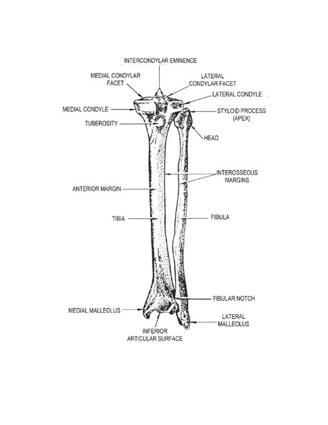 This page is about leg bones diagram,contains aluminium plant safety: Matt and Jamie's World: If it ain't one thing...