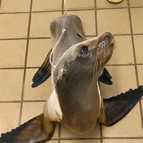 Pacific Marine Mammal Center Needs Pedialyte Donations For Pups