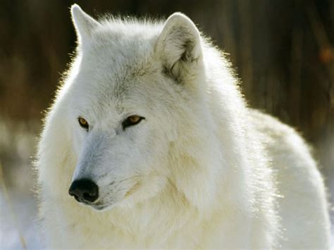 White Wolf Fresh Hd Wallpapers 2013 Beautiful And Dangerous Animalsbirds Hd Wallpapers