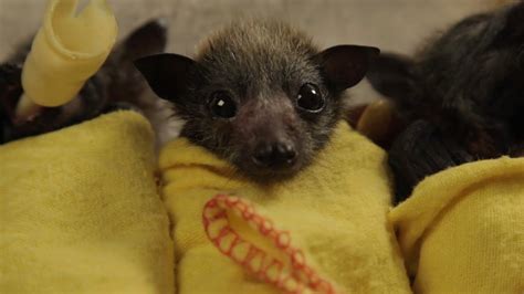 We did not find results for: Baby Bat Burritos - YouTube