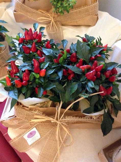 Con carlo delle piane e nik novecento. Centro tavola: piante di #peperoncino | moulin | Pinterest