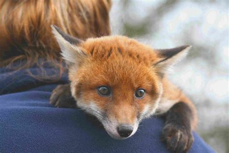 Album name make a pest a pet. Red Fox Facts