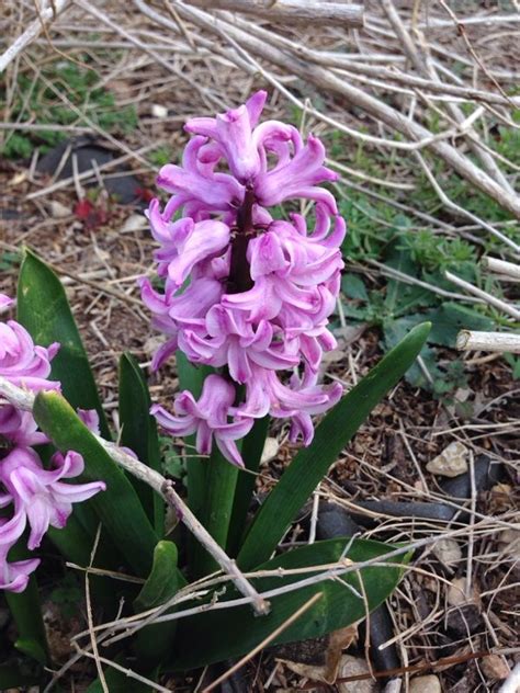 Check spelling or type a new query. Hyacinth (hyacinthus orientalis): Your lovely deep pink ...