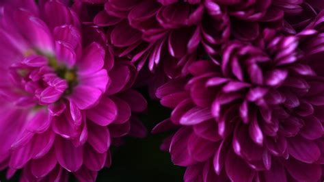 Chrysanthemums Flower Plant Purple Free Photo On Pixabay Pixabay