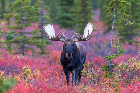 Alaska Bull Moose Looking Straight On Fine Art Photo Print Photos By