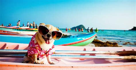 Maybe you would like to learn more about one of these? Pet Friendly Homes | Beach House Rentals in Galveston Pet ...