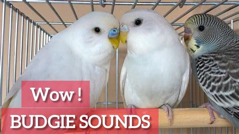 Singing Budgie Happy Song Most Beautiful Budgie Songs Ever