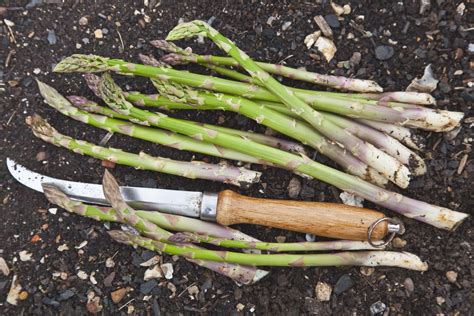 Check spelling or type a new query. When and How to Harvest Asparagus