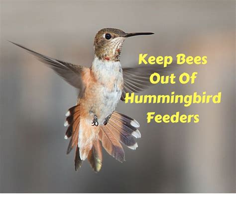 What scent keeps bees away? How to Keep Bees Away from Hummingbird Feeders-Carolina ...