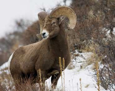 Before grizzly bears were exterminated in california, this magnificent animal thrived in the great valleys and low mountains of the state (probably in greater numbers than anywhere else in north america). Colorado Lesson and State Symbols, Page 2