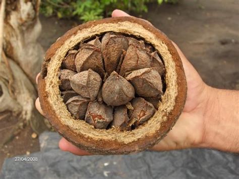 Opened Pod Of Brazil Nuts In Shell Brazil Nuts Represent One Of The