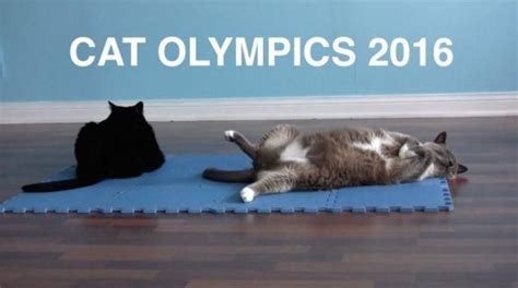 Cat Video Cats In Summer Olympic Games 2016 Cats Cute Funny Animals