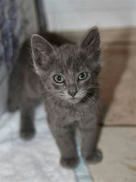 In folklore, calicos are revered worldwide for their good luck. Beautiful Grey Kitten | "Cat's Meow Kitties" | Pinterest