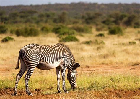 60 Zebra Facts for Animal Lovers and Africa Travelers (All 3 Species
