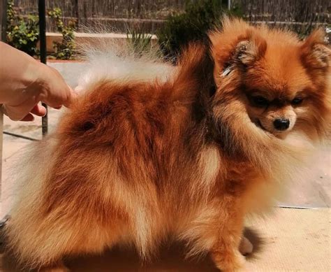 Get to know all the colors of the Pomeranian - K9 Web