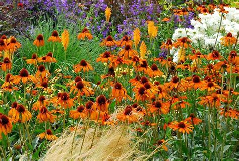 Echinacea is a perennial plant, a genus from the aster family, or compositae. Echinacea 'Tiki Torch' (Coneflower) | Planten, Vaste ...