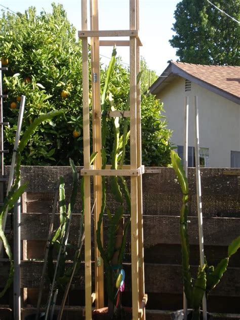For example, a kiwi trellis needs to be long and high to allow the sprawling. Dragon fruit tree trellis or stake | Dragon fruit tree ...