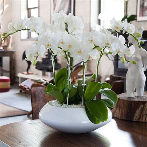 Orchid Arrangement Jadore White With Mini White Orchids Potted Orchid Centerpiece Orchid Flower