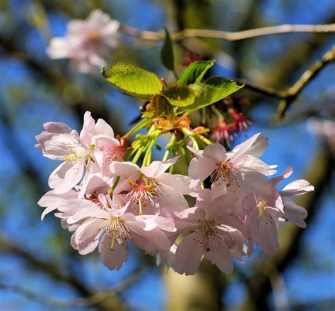 Japanese Cherry Blossoms Free Image Download