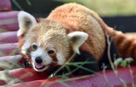 Care For Us Red Panda Wild Welfare