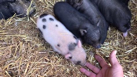Baby Miniature Pigs Too Cute Youtube