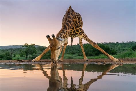 Sunset Giraffe Drinking Photograph By Francoisventer Pixels