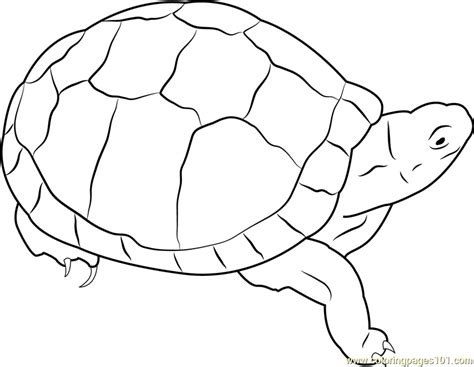 Box Turtle Coloring Page at GetColorings.com | Free printable colorings