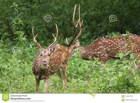 Male Spotted Deer Chital In Green Forest Stock Photo Image Of Deer